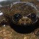 Image for article titled The weird and wonderful animals that make up Borneo's jungle ecosystem